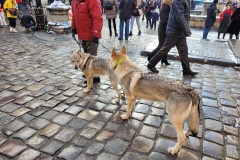 Dogs or Wolves?